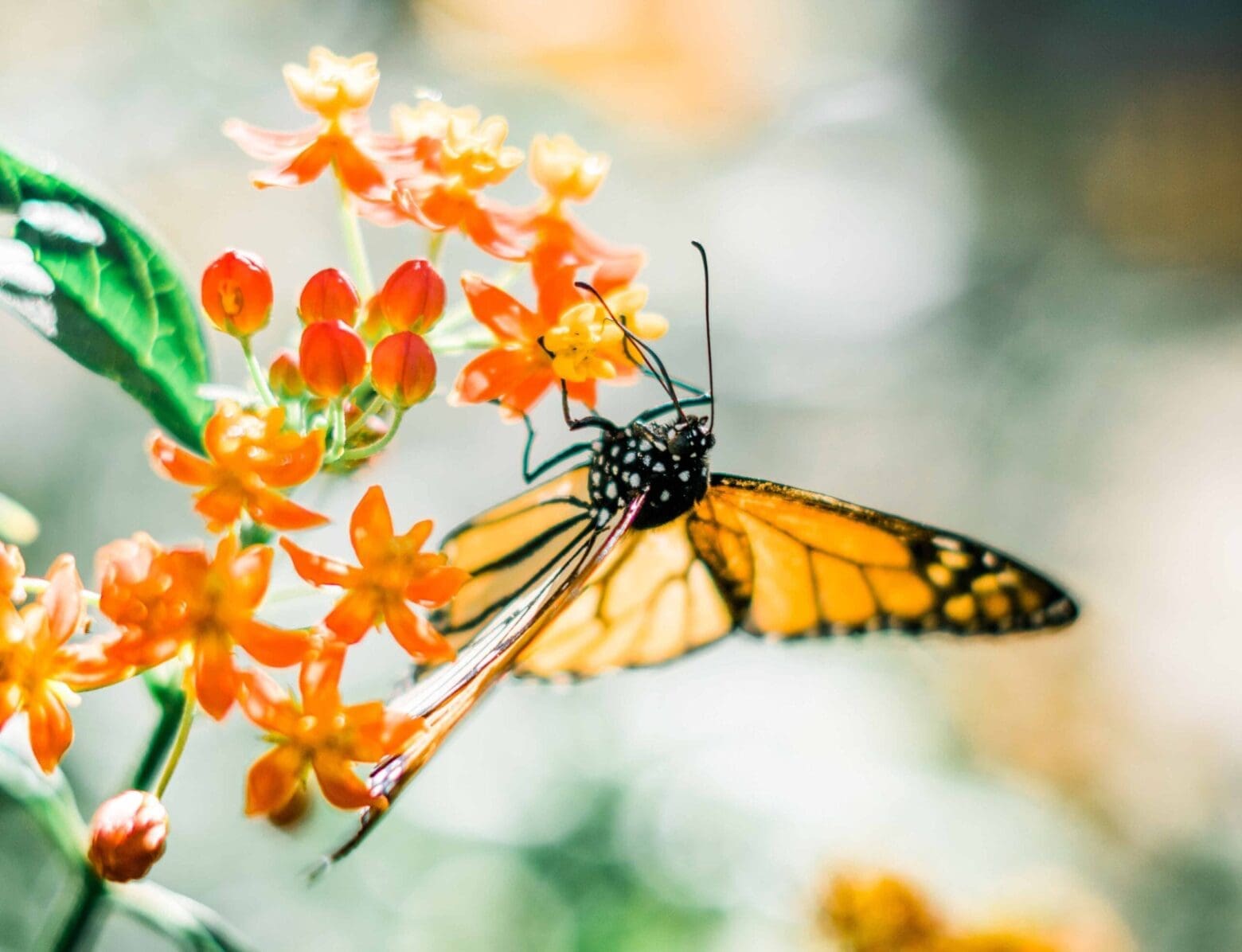 Butterfly on flower. To promote mental wellness in our communities, we should rethink our actions and be delicate on our wording.