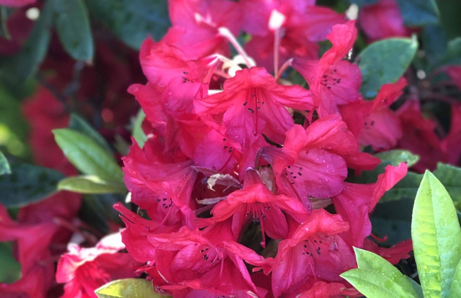 Pink Flowers
